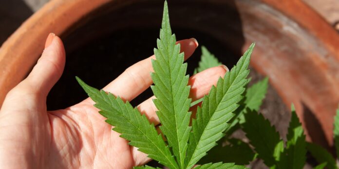 STF suspende julgamento de drogas