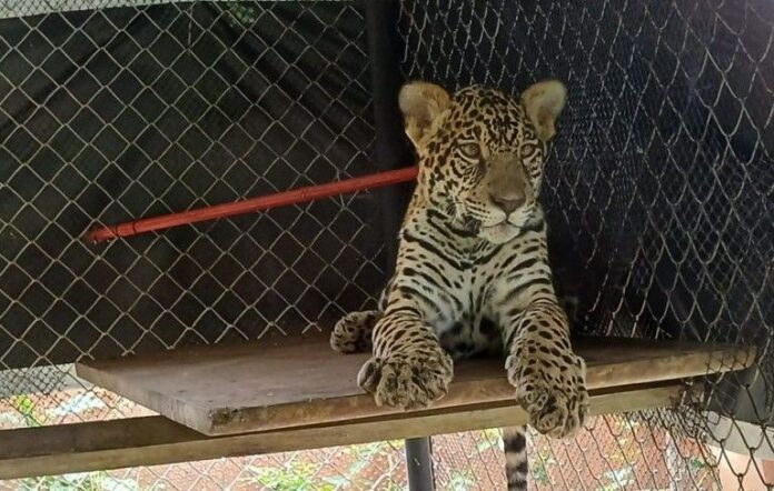 Transferencia onca pet Manaus