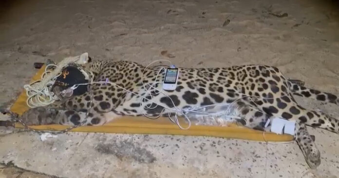 Onça capturada após ataque no Pantanal