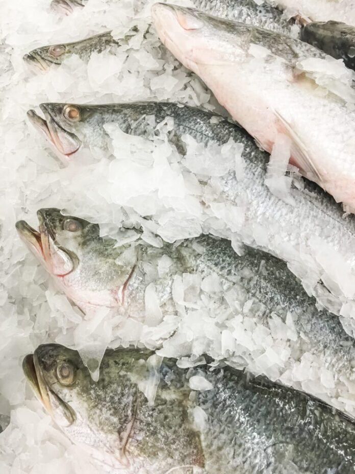 Denúncia: peixe estragado em Itacoatiara
