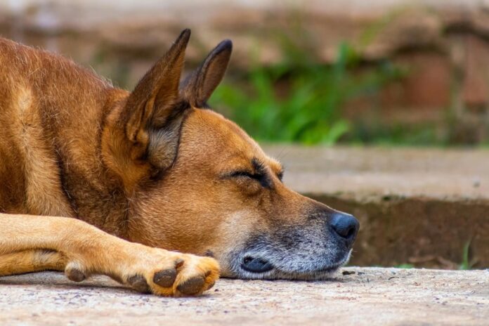 Irã proíbe cães em locais públicos