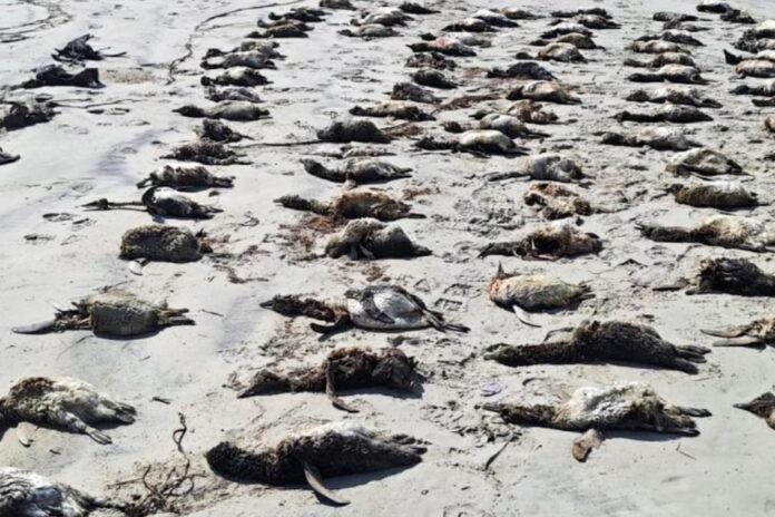 Mais de 3.300 pinguins morrem no litoral brasileiro