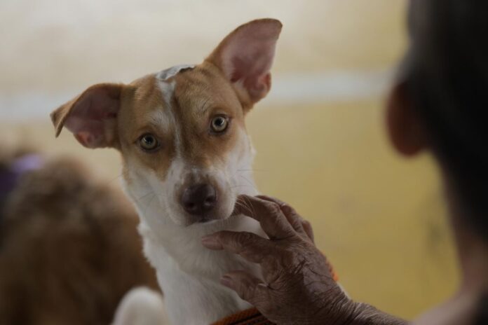Cão e gato durante ação de castração gratuita promovida pelo Castramóvel em Manaus.