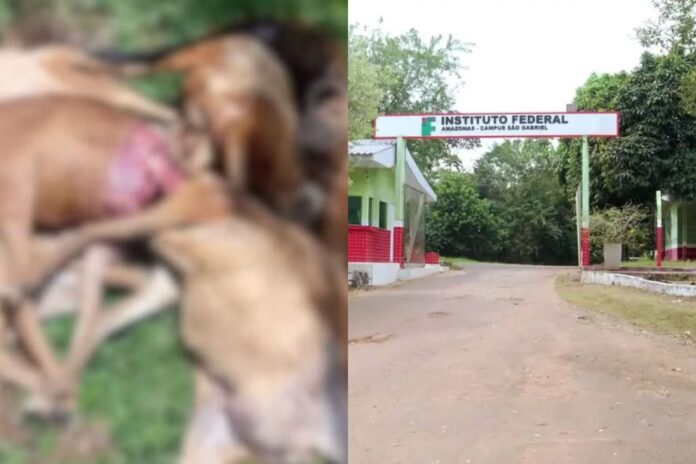 Ataque de onça no Ifam mata 11 ovinos em São Gabriel da Cachoeira.