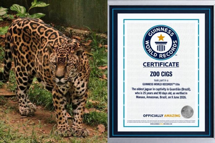 Onça-pintada Guardião, do Zoológico do CIGS, reconhecida pelo Guinness World Records.